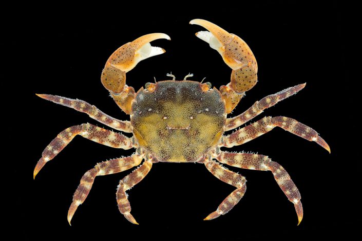 Crabs of Europe – Bram Conings – Nature Photography