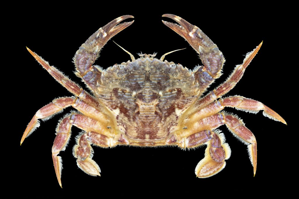 Gegroefde zwemkrab (Liocarcinus corrugatus)