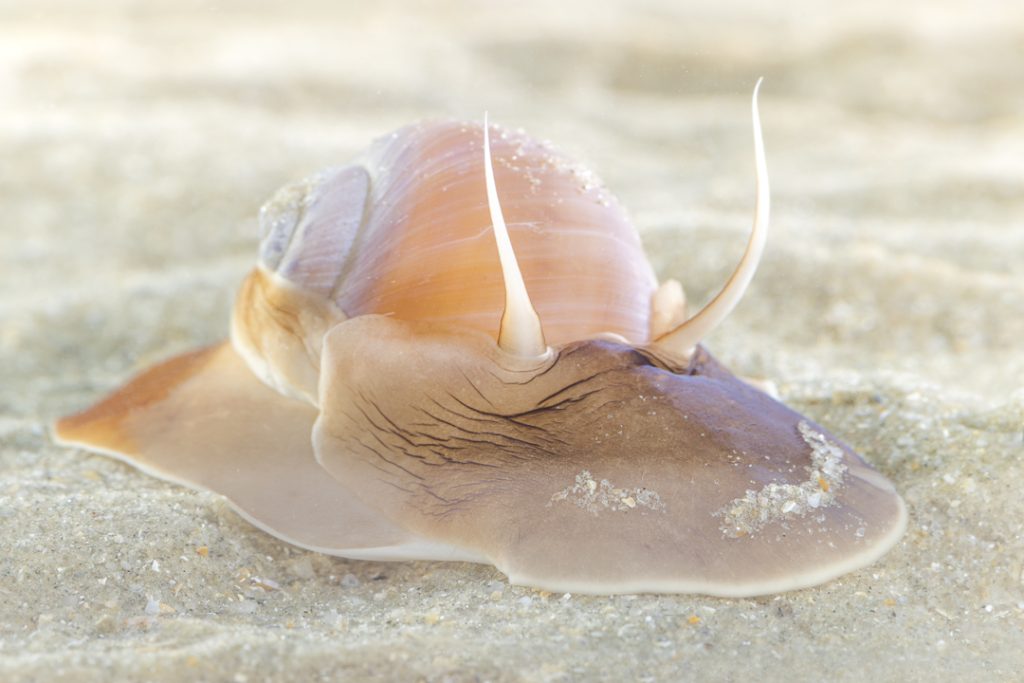 Grote tepelhoren (Euspira catena)