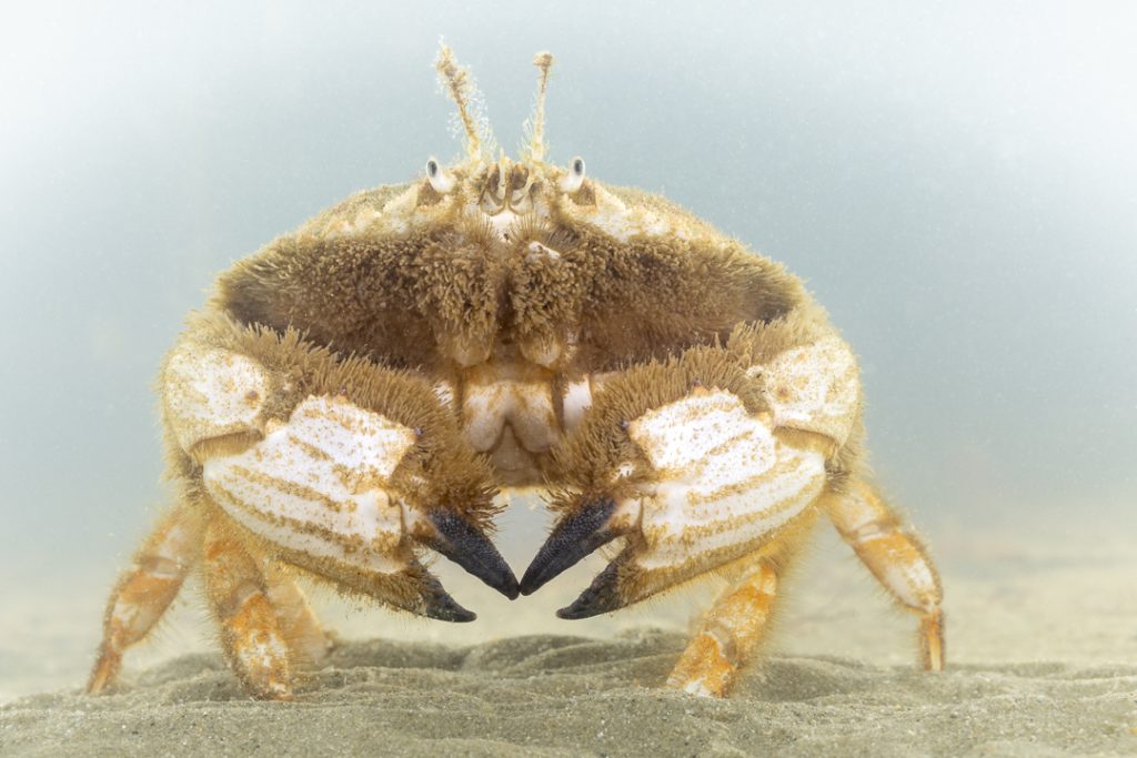 Ovaalronde krab (Atelecyclus undecimdentatus)