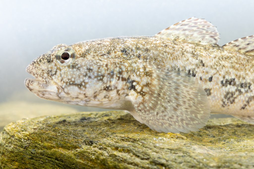 Reuzengrondel (Gobius cobitis)